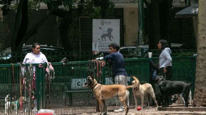 Piden difundir maltratómetro animal en la CDMX para saber cómo denunciar