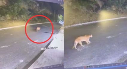 Me pareció ver un lindo gatito: Graban a Puma deambulando por San Pedro