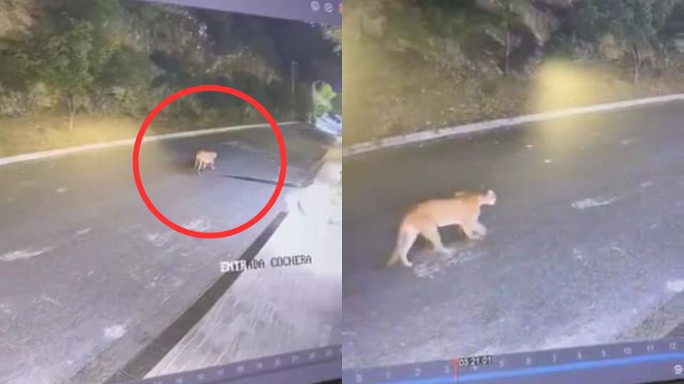 Puma paseando por las calles de San Pedro.