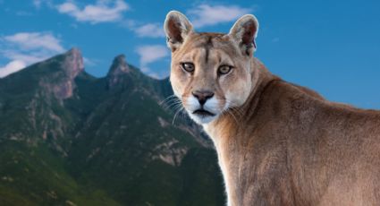 ¿Cómo actuar y qué NO hacer si te encuentras un puma en Nuevo León? Protocolo de acción