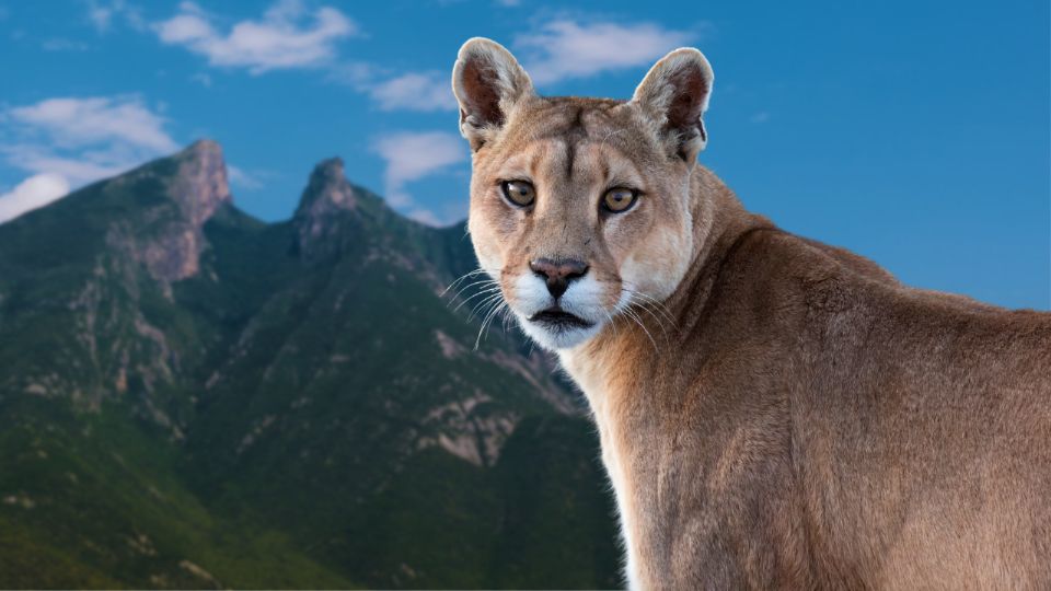 ¿Cómo actuar y qué NO hacer si te encuentras un puma en Nuevo León? Protocolo de acción