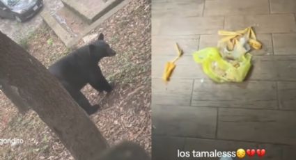 Oso sorprende a jóvenes al irrumpir en cabaña y devorar sus tamales en Chipinque | VIDEO