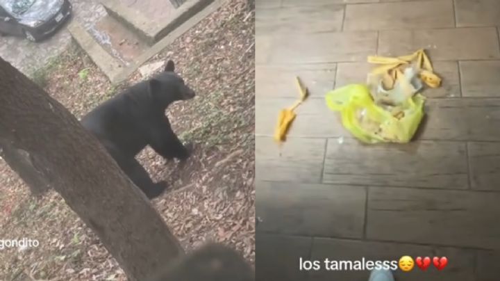 Oso sorprende a jóvenes al irrumpir en cabaña y devorar sus tamales en Chipinque | VIDEO