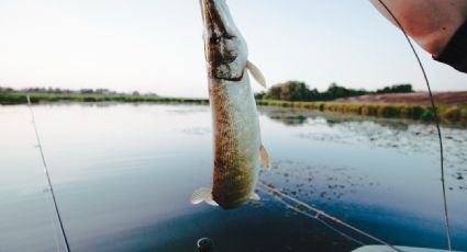 Pesca sostenible, objetivo prioritario de Conapesca para los próximos años: SADER