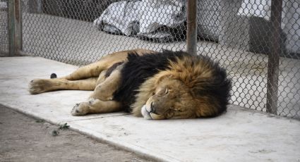 Rescate exótico en EdoMéx: aseguran animales y detienen a 42 personas