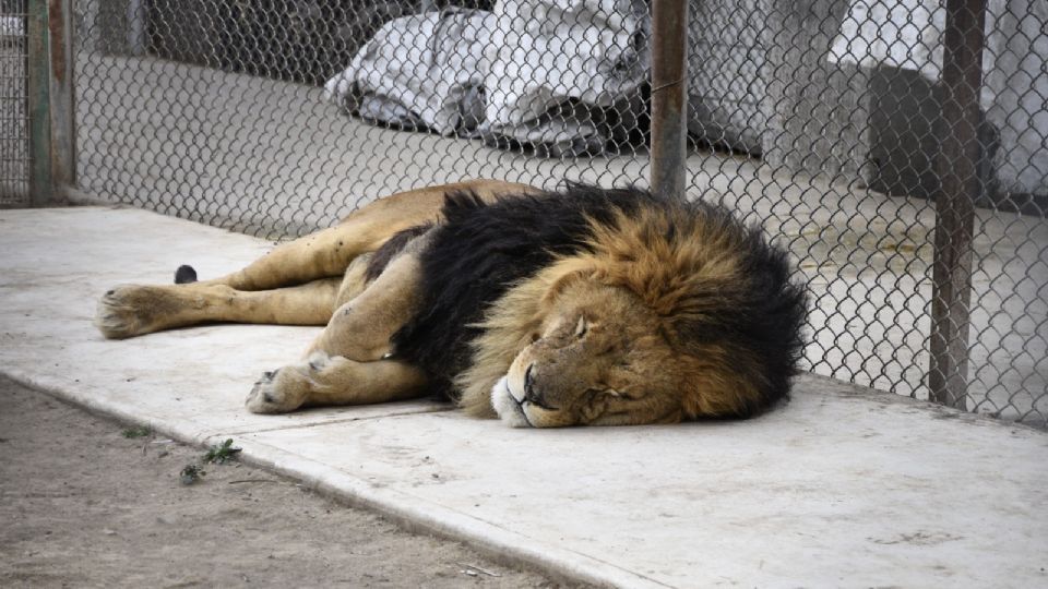 El operativo se llevó a cabo en un presunto centro de cuidado animal con la razón social “RESICA”.