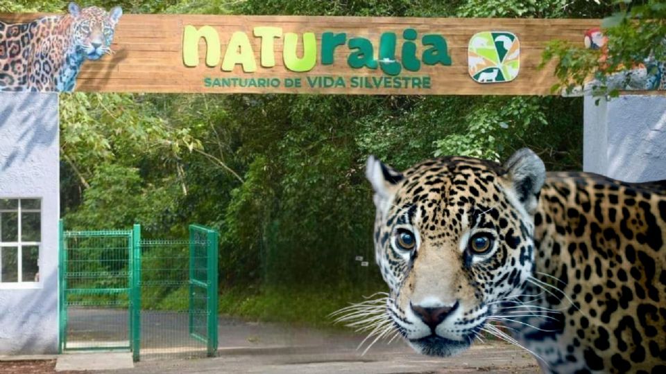 Naturalia Santuario de Vida Silvestre estará abierto al público a partir del 24 de noviembre.