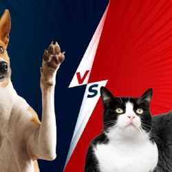 Gatos vs perros: ¿Cuáles hacen más felices a los seres humanos? Esto dice la Inteligencia Artificial