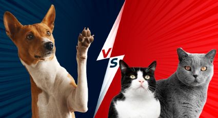 Gatos vs perros: ¿Cuáles hacen más felices a los seres humanos? Esto dice la Inteligencia Artificial