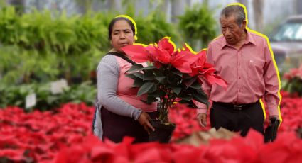 Nochebuenas baratas en CDMX: 4 lugares para comprarlas al mejor precio