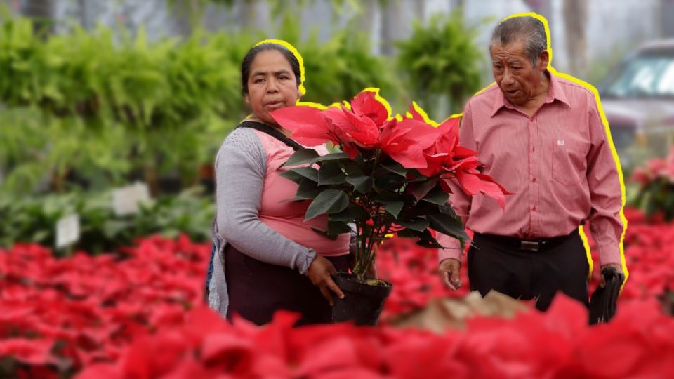 Aquí puedes encontrar nochebuenas a buen precio