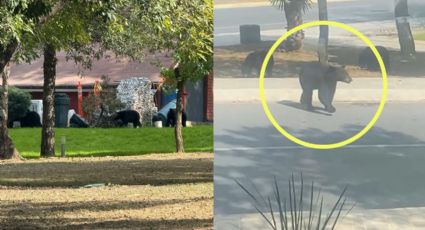 Familia de osos pasea por las calles de San Pedro y sorprende a vecinos | VIDEO