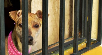 Se enfrentan vecinos y autoridades para evitar aseguramiento de animales