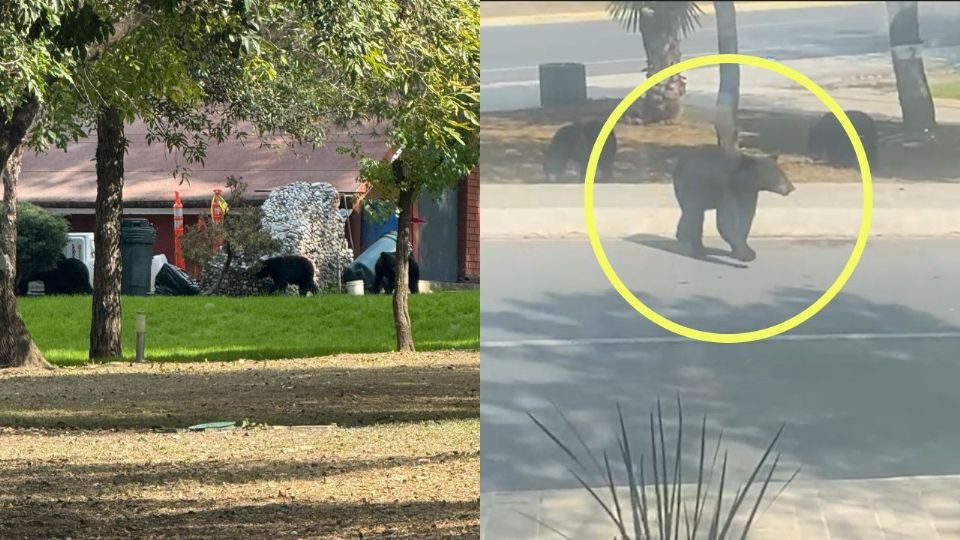 Osos paseando por las zonas residenciales de San Pedro Garza García.