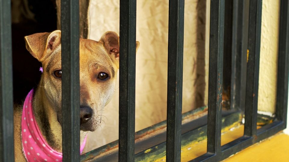 En el lugar había gatos, perros, conejos y palomas.