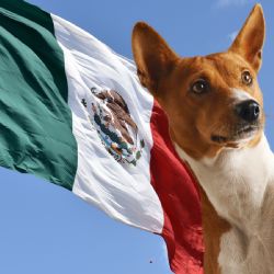 Las razas de perros más comunes en México, según la Inteligencia Artificial