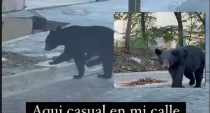 Así captó Mariana Rodríguez a la familia de osos en San Pedro | VIDEO