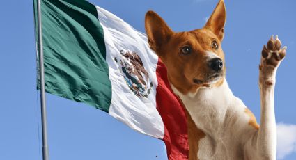 Las razas de perros más comunes en México, según la Inteligencia Artificial