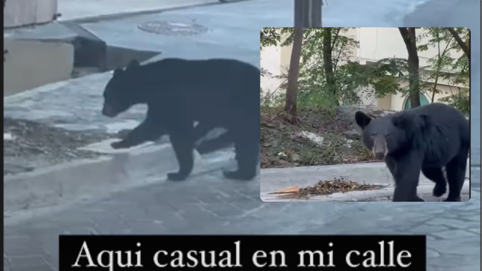 El oso adulto junto con sus tres crías han sido visto mientras recorren las calles de sectores de Veredalta y San Patricio.