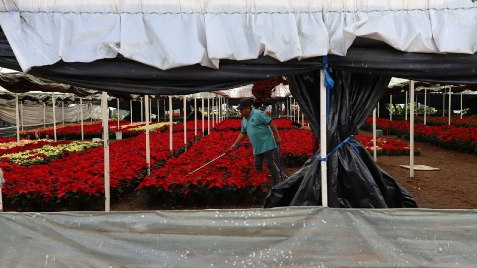 Productores de Xochimilco riegan las flores de Nochebuena previo a la venta en los mercados.