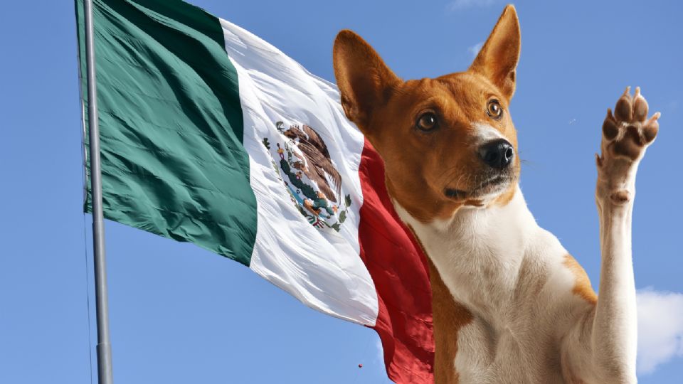 México es un país perrero, tanto que, hoy en día, esta es la mascota que más se encuentra en los hogares de las y los mexicanos.