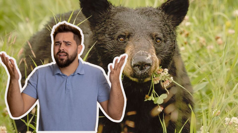 Durante esta época del año, los osos aumentan su zona de desplazamiento en búsqueda de alimento.