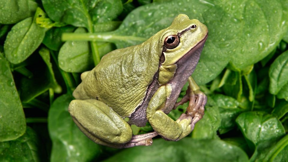 Encuentran rana viva al interior de una bolsa de verduras del supermercado.