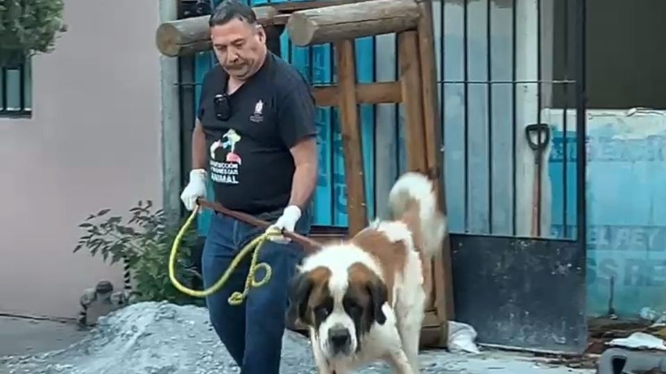 Rescatan a “Rex”, un perro abandonado en condiciones críticas, en Escobedo.