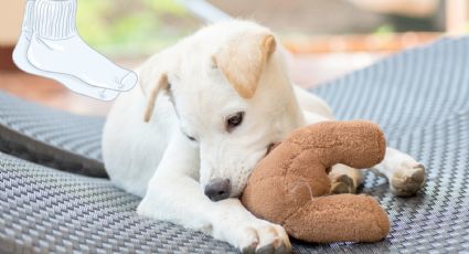 ¿Por qué mi perro se come mis calcetines?; la razón que quizá no sabías