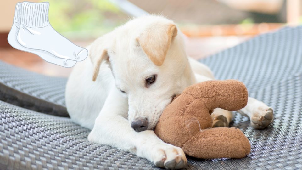 Si tienes un perro, es probable que hayas experimentado la frustración de encontrar tus calcetines favoritos destrozados.