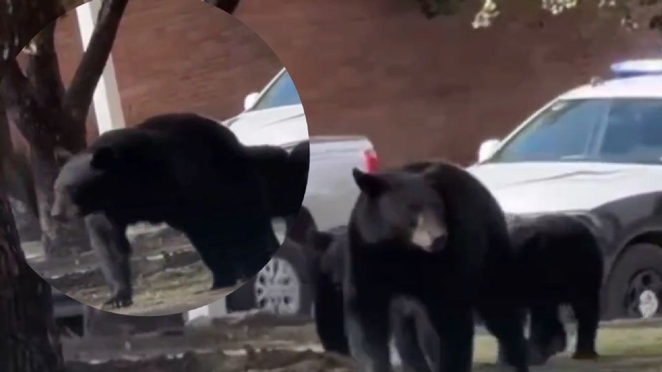 La familia de osos fue vista en el camellón central de la Calzada del Rosario en la colonia Barrio Tampiquito.