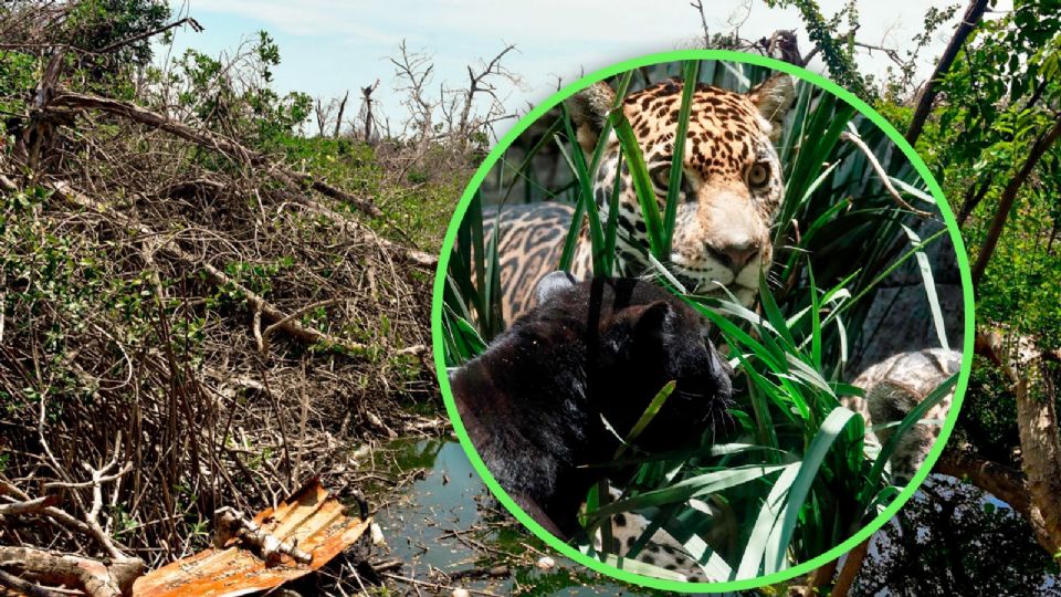 ¿Cómo proteger a este felino emblemático?