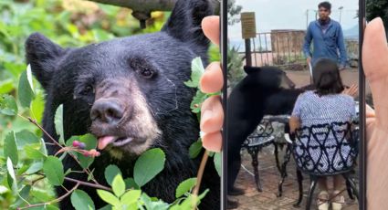 Oso sorprende a comensales en San Pedro: Se apodera de la comida | Video