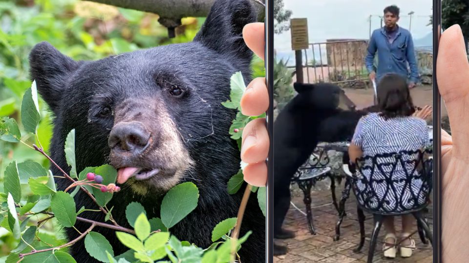 Oso sorprende a comensales en San Pedro: Se apodera de la comida | Video