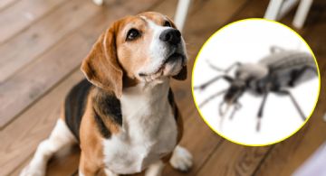 Veterinarios piden a dueños de perros tener cuidado con este insecto que podría ser letal