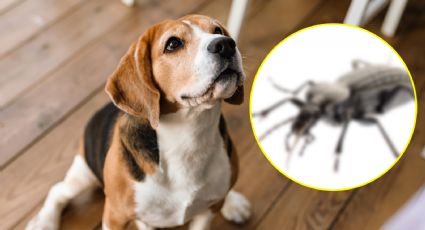 Veterinarios piden a dueños de perros tener cuidado con este insecto que podría ser letal