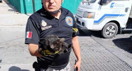 Rescatan a gatito que cayó en alcantarilla de más de 3 metros | VIDEO