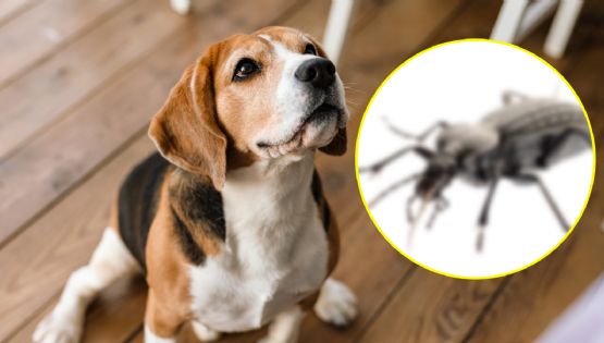 Veterinarios piden a dueños de perros tener cuidado con este insecto que podría ser letal