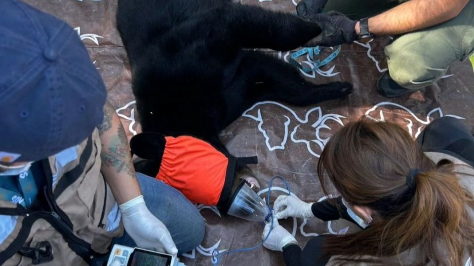 El oso 'Bubu' fue puesto en libertad con un microchip.