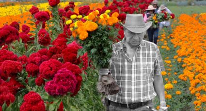 ¿Cómo fue que China le ganó el mercado de flor de cempasúchil a México?