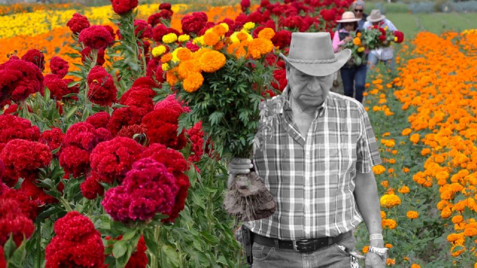 Productores mexicanos de flor de cempasúchil.