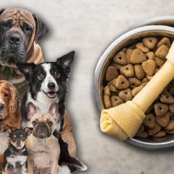 ¿Qué alimentos son peligrosos para los perros?