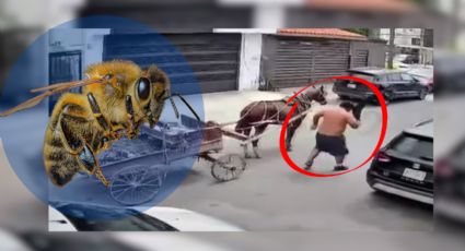 Carretonero y su caballo sufren ataque de abejas en Monterrey | Video