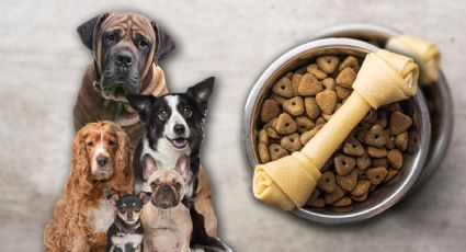 ¿Qué alimentos son peligrosos para los perros?
