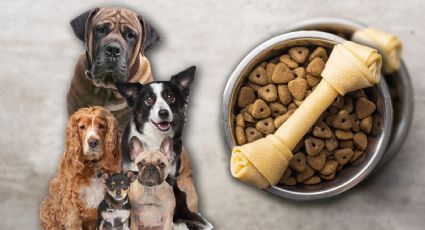 ¿Qué alimentos son peligrosos para los perros?