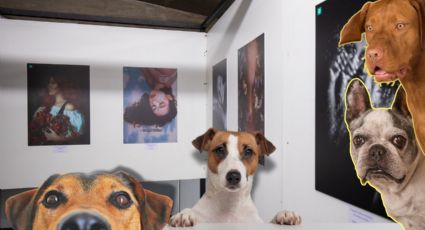 Perropolis, la exposición para perritos que no te puedes perder en Monterrey