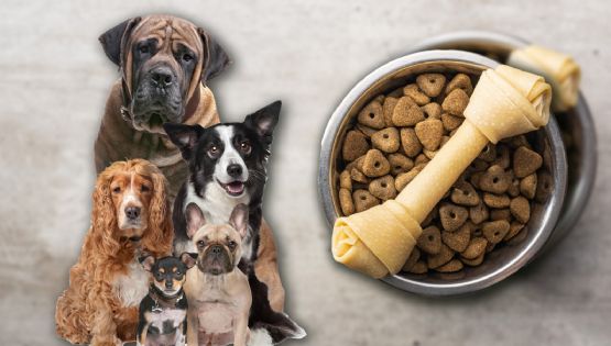 ¿Qué alimentos son peligrosos para los perros?