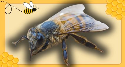 Qué hacer si te pica una abeja, según especialistas