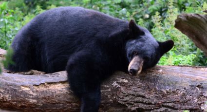 Alista Parques y Vida Silvestre protocolo de acción ante osos negros