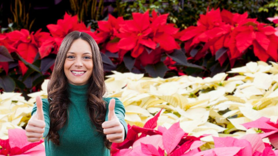 Descubre los mejores lugares para comprar esta flor emblemática, la nochebuena, en Nuevo León.